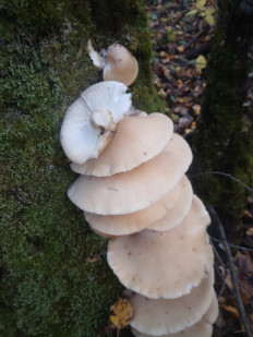 Гриб из Александров