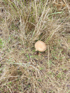 Гриб из Севастополь