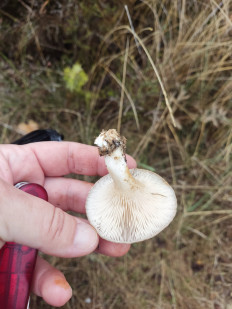 Гриб из Севастополь