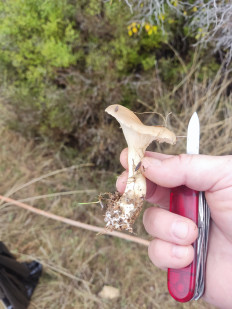 Гриб из Севастополь