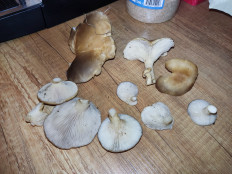 Гриб из Севастополь