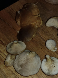 Гриб из Севастополь