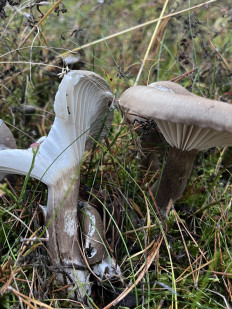 Гриб из Елена