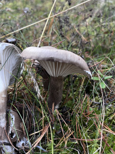 Гриб из Елена