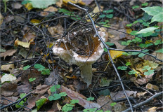 Гриб из Москва