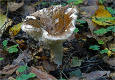 Гриб из Москва