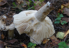 Гриб из Москва