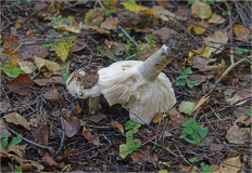 Гриб из Москва