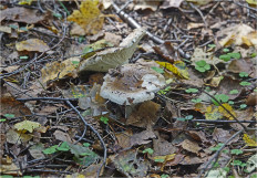 Гриб из Москва