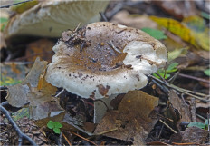 Гриб из Москва