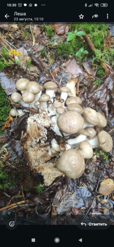 Гриб из Л.О пос.Кирилловское