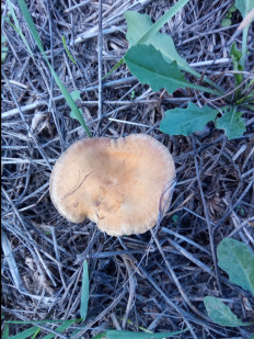 Гриб из Днестровск