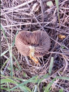 Гриб из Днестровск