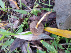 Гриб из Днестровск