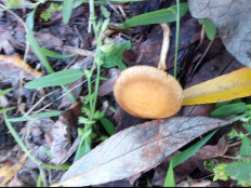 Гриб из Днестровск