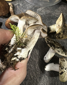 Гриб из черкесск