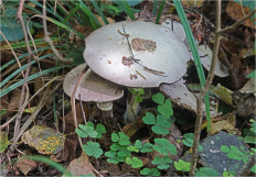 Гриб из Москва