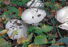 Гриб из Москва