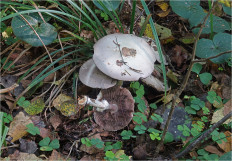 Гриб из Москва