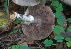 Гриб из Москва