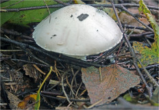 Гриб из Москва