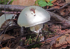 Гриб из Москва