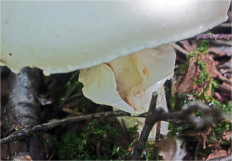 Гриб из Москва