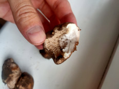 Гриб из Харьков