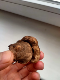 Гриб из Харьков