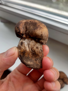 Гриб из Харьков