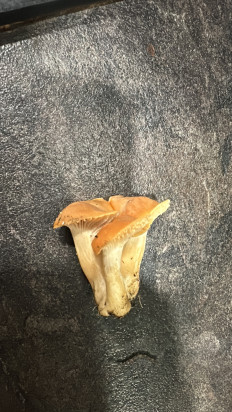 Гриб из черкесск