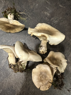 Гриб из черкесск