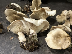 Гриб из черкесск