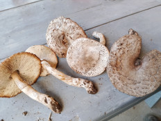 Гриб из Кропоткин