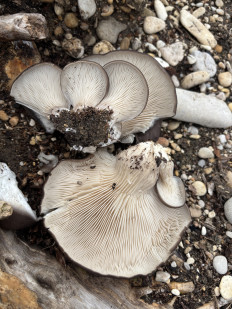 Вёшенка устричная