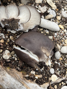 Вёшенка устричная