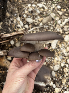 Вёшенка устричная