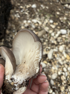 Вёшенка устричная