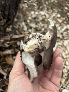 Вёшенка устричная