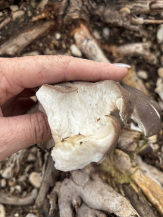 Вёшенка устричная