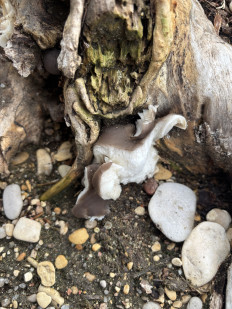 Вёшенка устричная