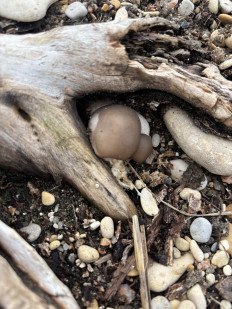 Вёшенка устричная