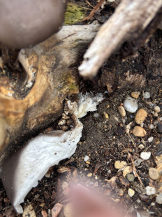 Вёшенка устричная