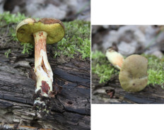 Гриб из Москва