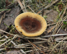 Гриб из Москва