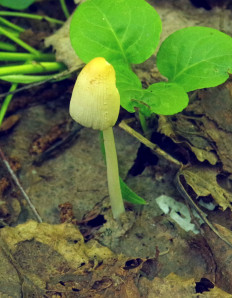 Гриб из Москва