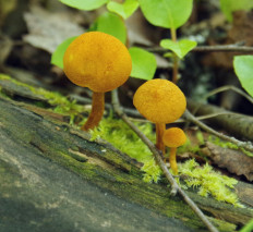 Гриб из Москва