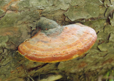 Гриб из Москва