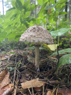 Chlorophyllum olivieri - Хлорофиллум Оливье