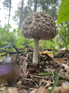 Chlorophyllum olivieri - Хлорофиллум Оливье